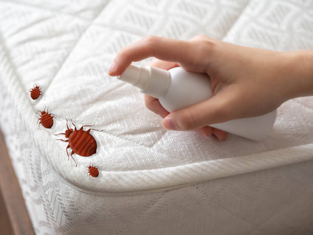 Best Termite Control Services  in Sansom Park, TX