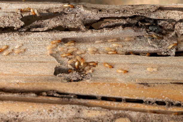 Best Best Pest Control Companies  in Sansom Park, TX