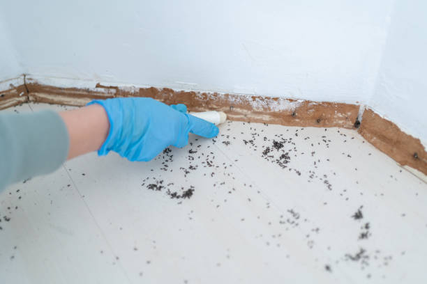 Best Emergency Pest Control  in Sansom Park, TX